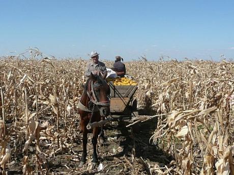 hoti-pe-teren-agricol-porumb